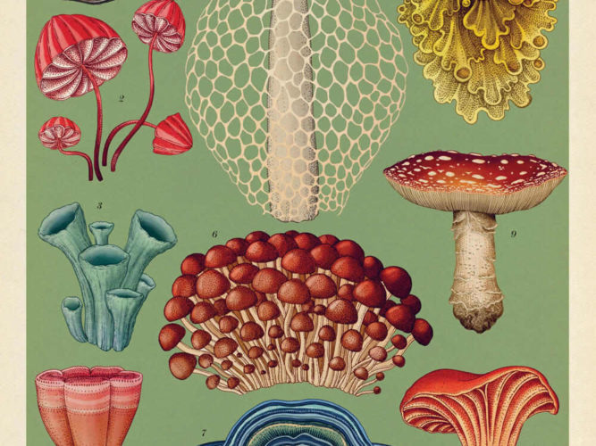 מגזין מקו ועד תרבות / מיזם דיגיטלי ללא צרכי רווח Botanicum</br>Katie Scott & Kathy Willis</br></br>"מוזיאון הצמחים" – ספר אמנות מרגש 