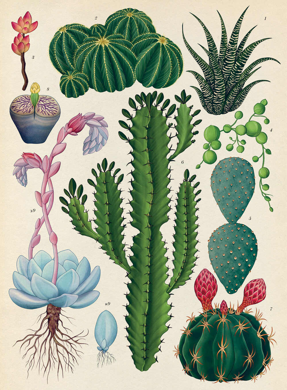 מגזין מקו ועד תרבות / מיזם דיגיטלי ללא צרכי רווח Botanicum</br>Katie Scott & Kathy Willis</br></br>"מוזיאון הצמחים" – ספר אמנות מרגש 