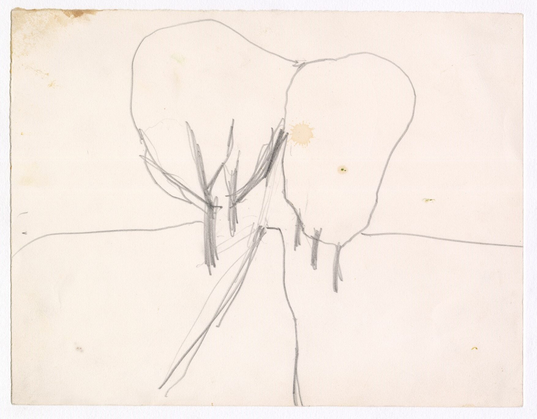 אורי ריזמן , "שדרת החרובים", עפרון על נייר, 25.5X32.5